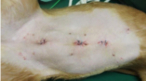 腹腔鏡による避妊手術