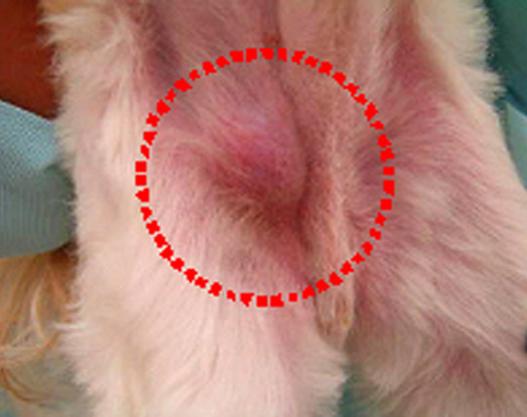 犬の去勢後にできた肉芽腫