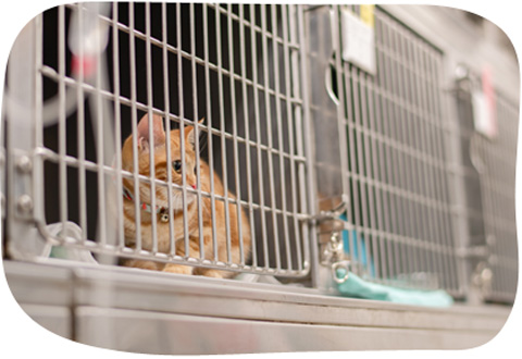 県下最大級のペットホテル 送迎も承ります