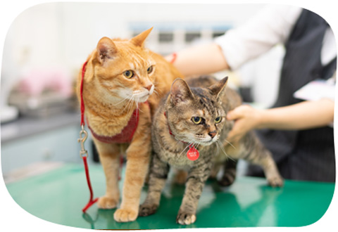 動物病院のホテルだから安心