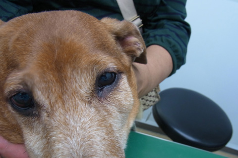 歯科、口腔内予防処置