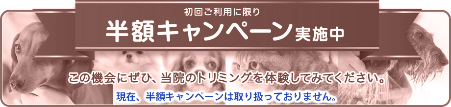 初回ご利用に限り半額キャンペーン　現在は取り扱っておりません