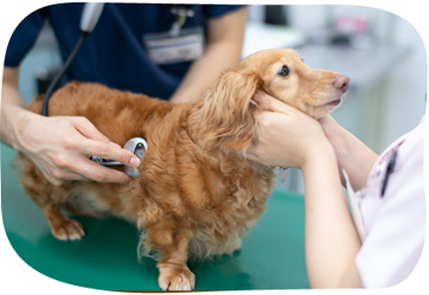トリミングで病気の早期発見